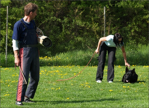 Dogs in training 5/2008